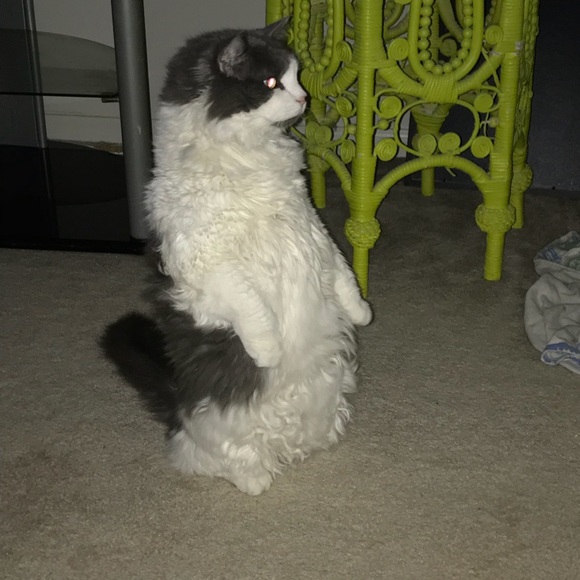 Meet your Posher, Alicia - Picture 1 of 1